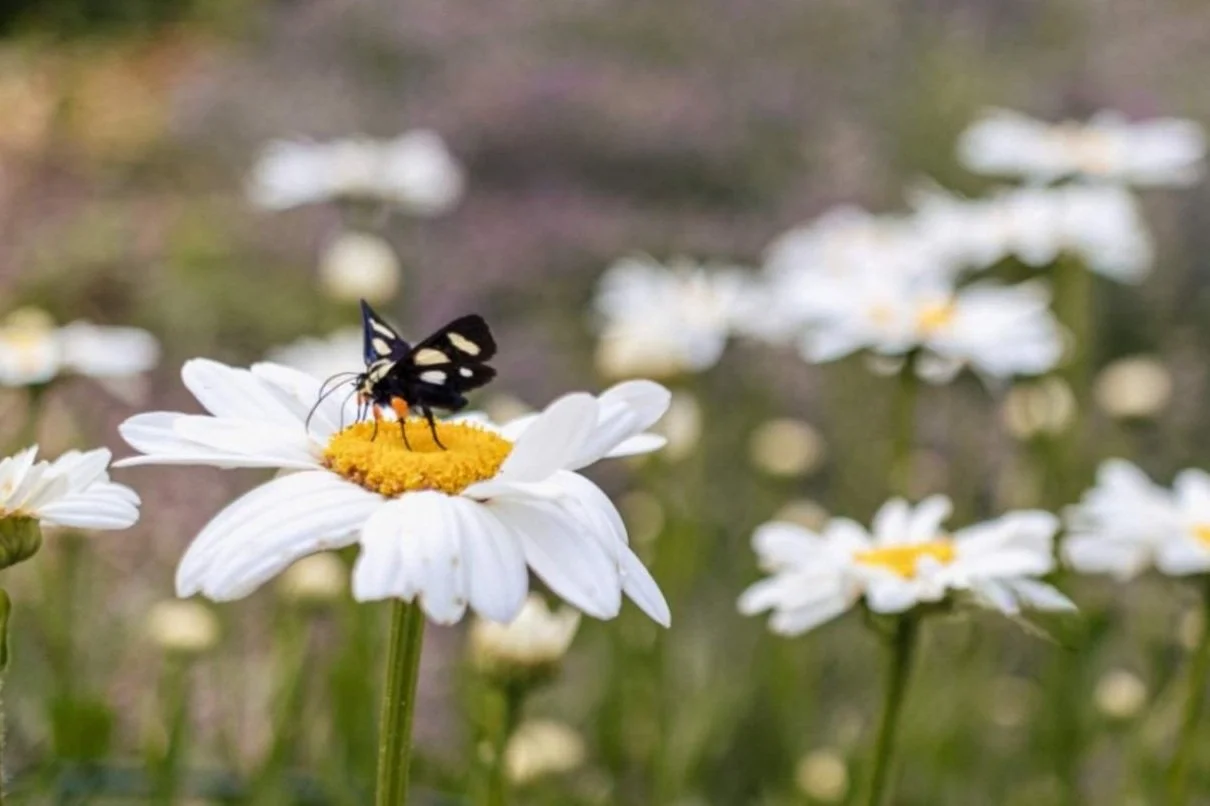 Lindsay Bender Somatic Coaching Daisies with Butterfly.jpg