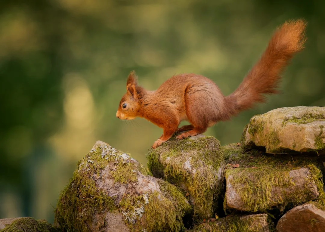 Photo taken in Keswick woodland by Rachel Sunderland