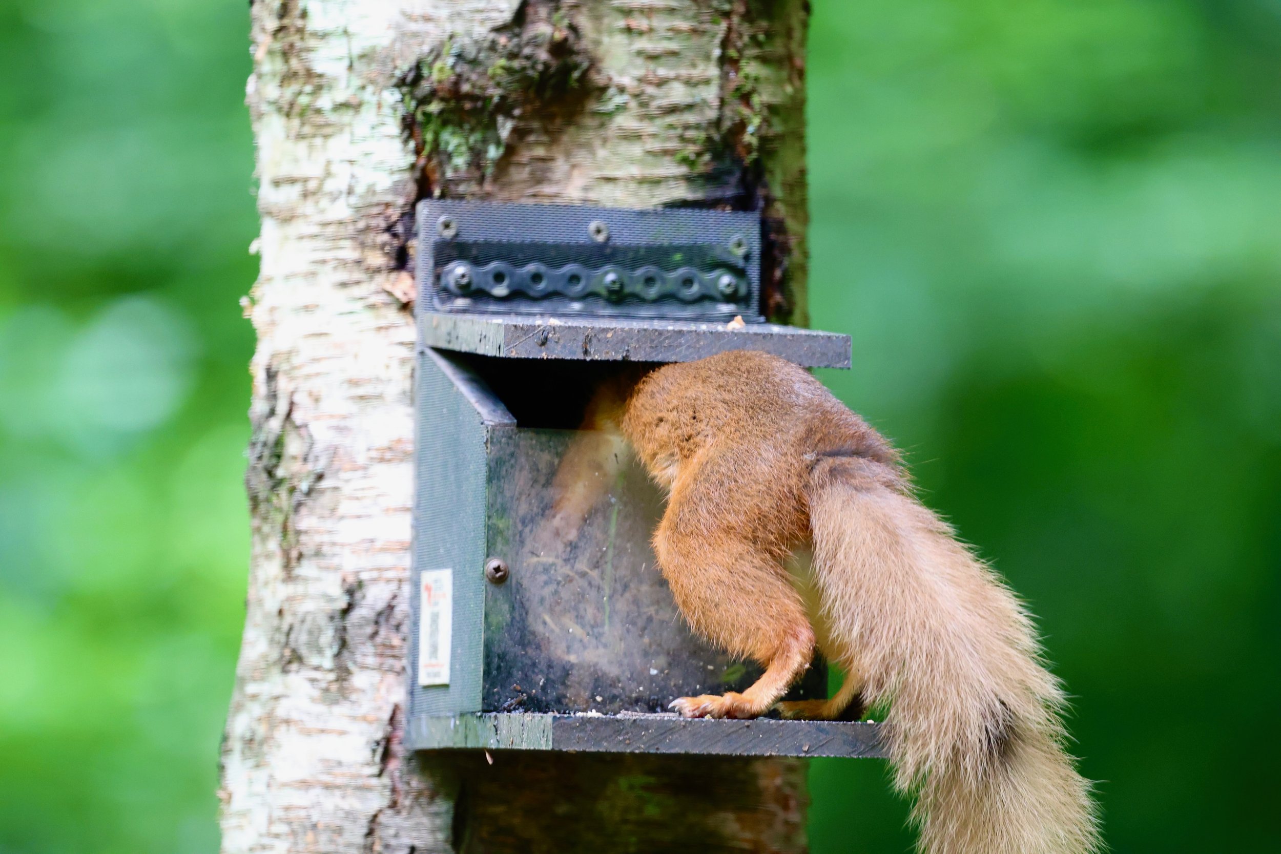 A busy red seen by Dave D from KRSG at Shap Wells Hotel! 