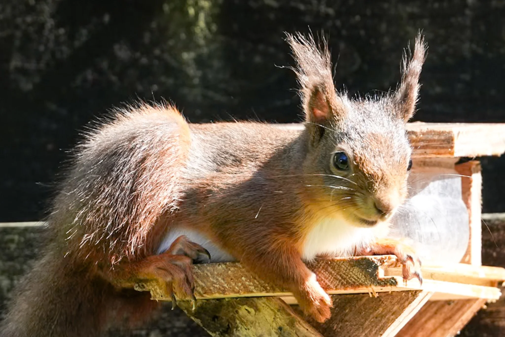 A gorgeous regular in Threlkeld, looking very chilled! 