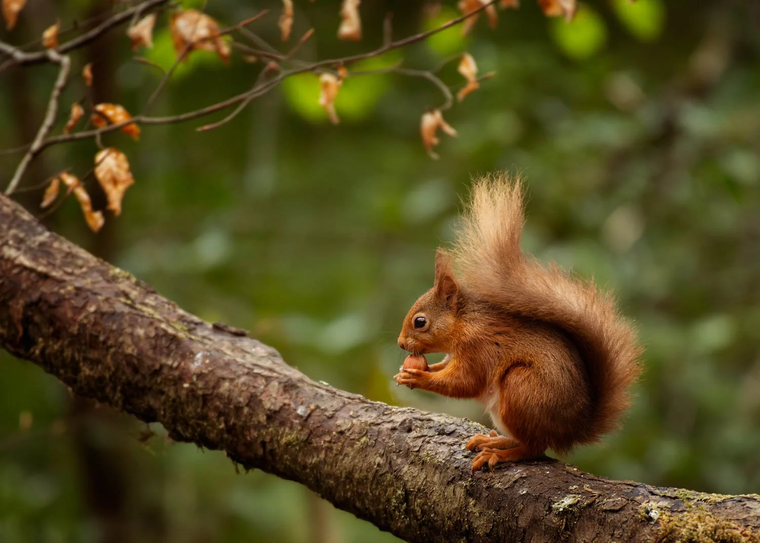 Photo taken in Keswick woodland by Rachel Sunderland