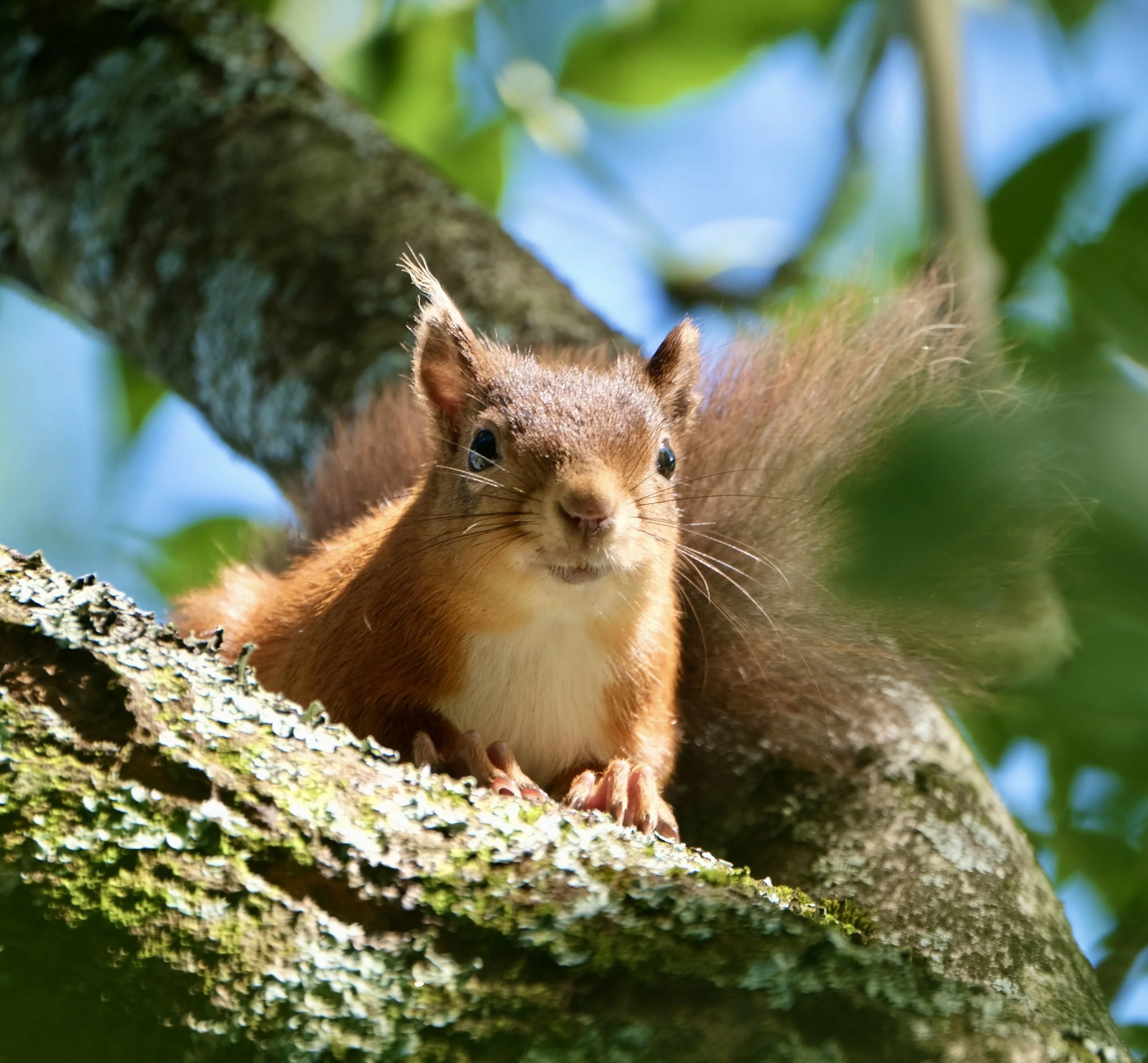 Another little red beauty, captured in the Dalebottom area by Nigel... 