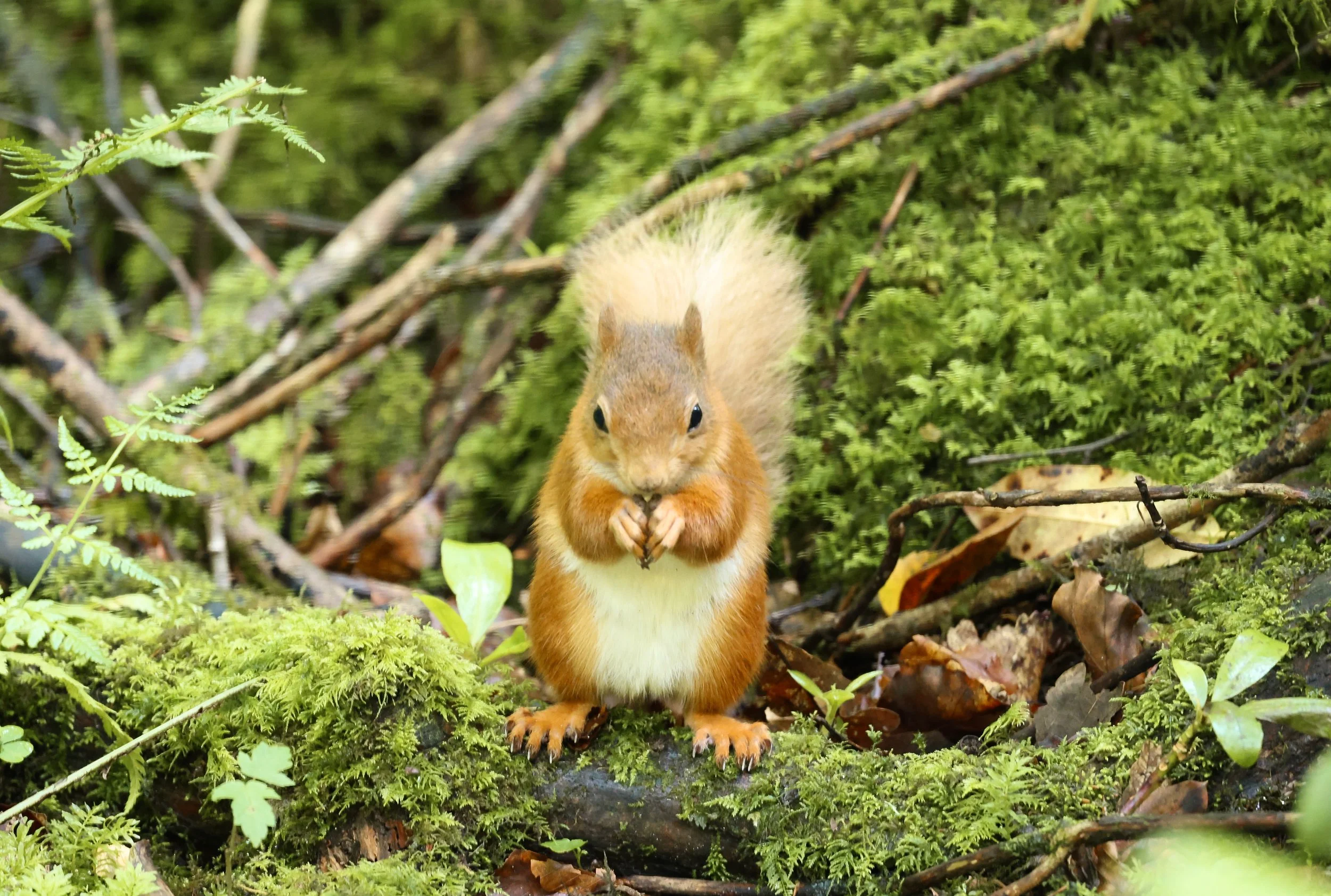 Seen by Dave D from KRSG at Shap Wells Hotel