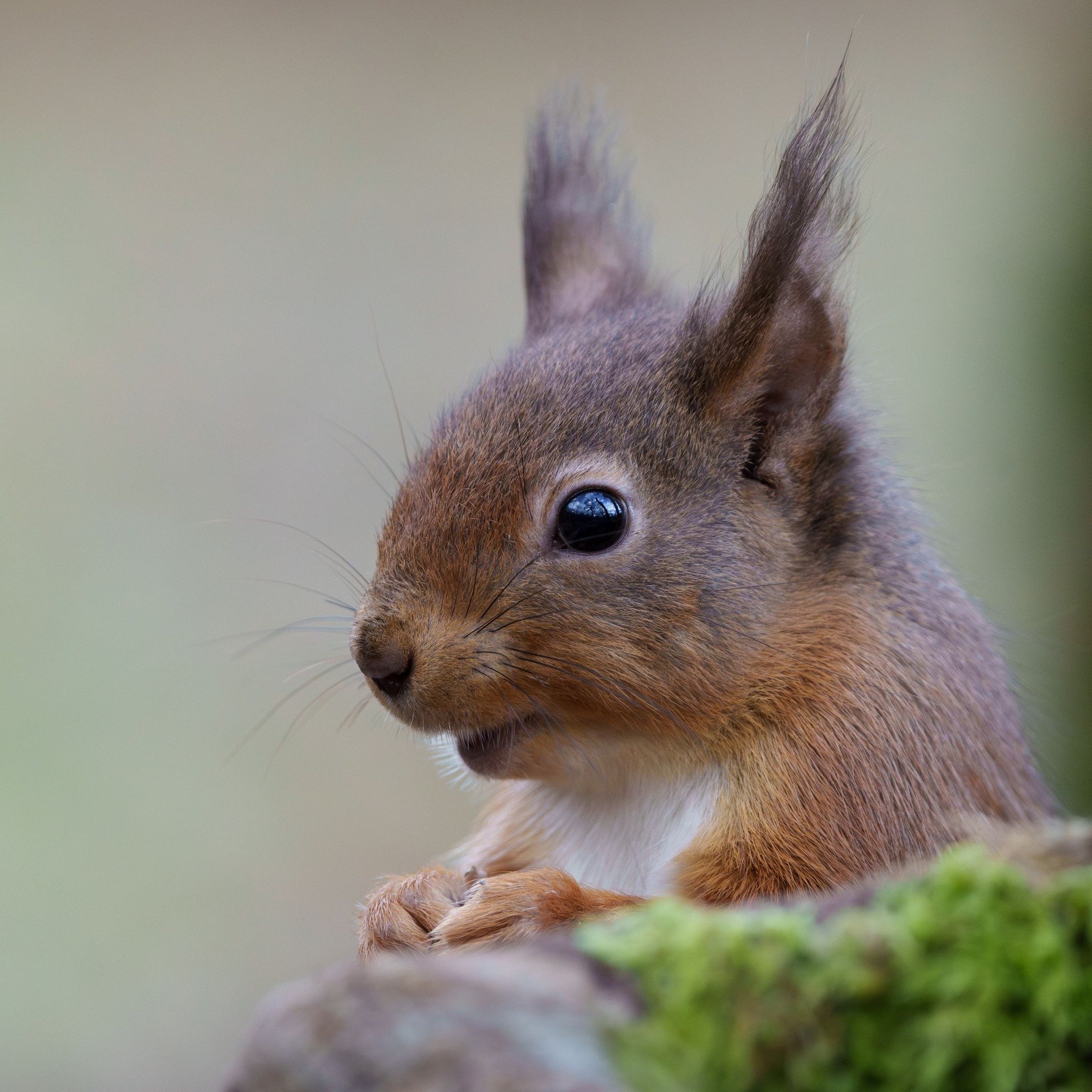 What?! I'm now in the Keswick Group's map area?....  A super cute red in the Threlkeld area - thank you Tony! 