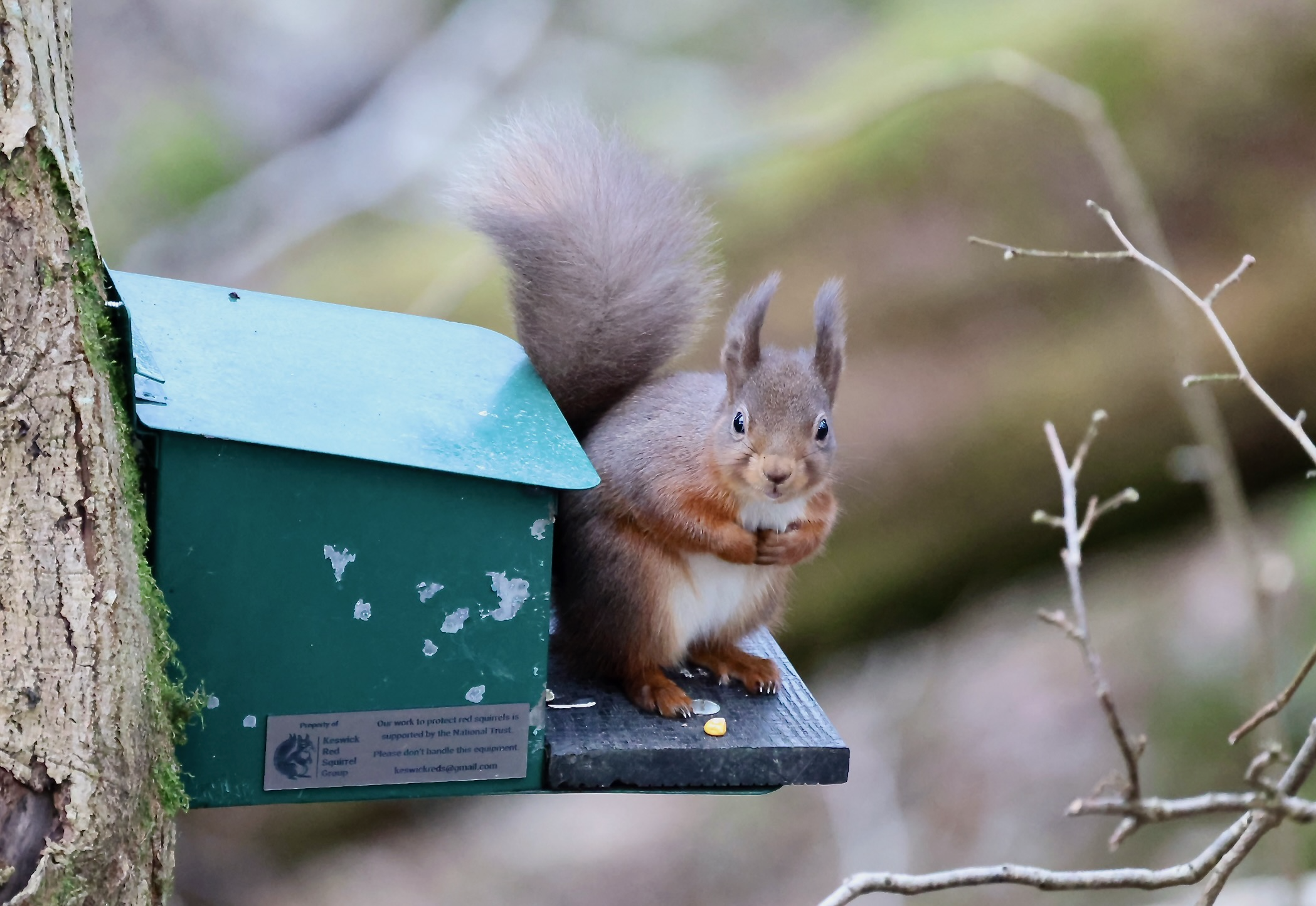 How cute am I?! Captured January 2026 by our red ranger Dave in woodlands close to Threlkeld....