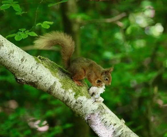 Seen by Julian from KRSG in Keswick