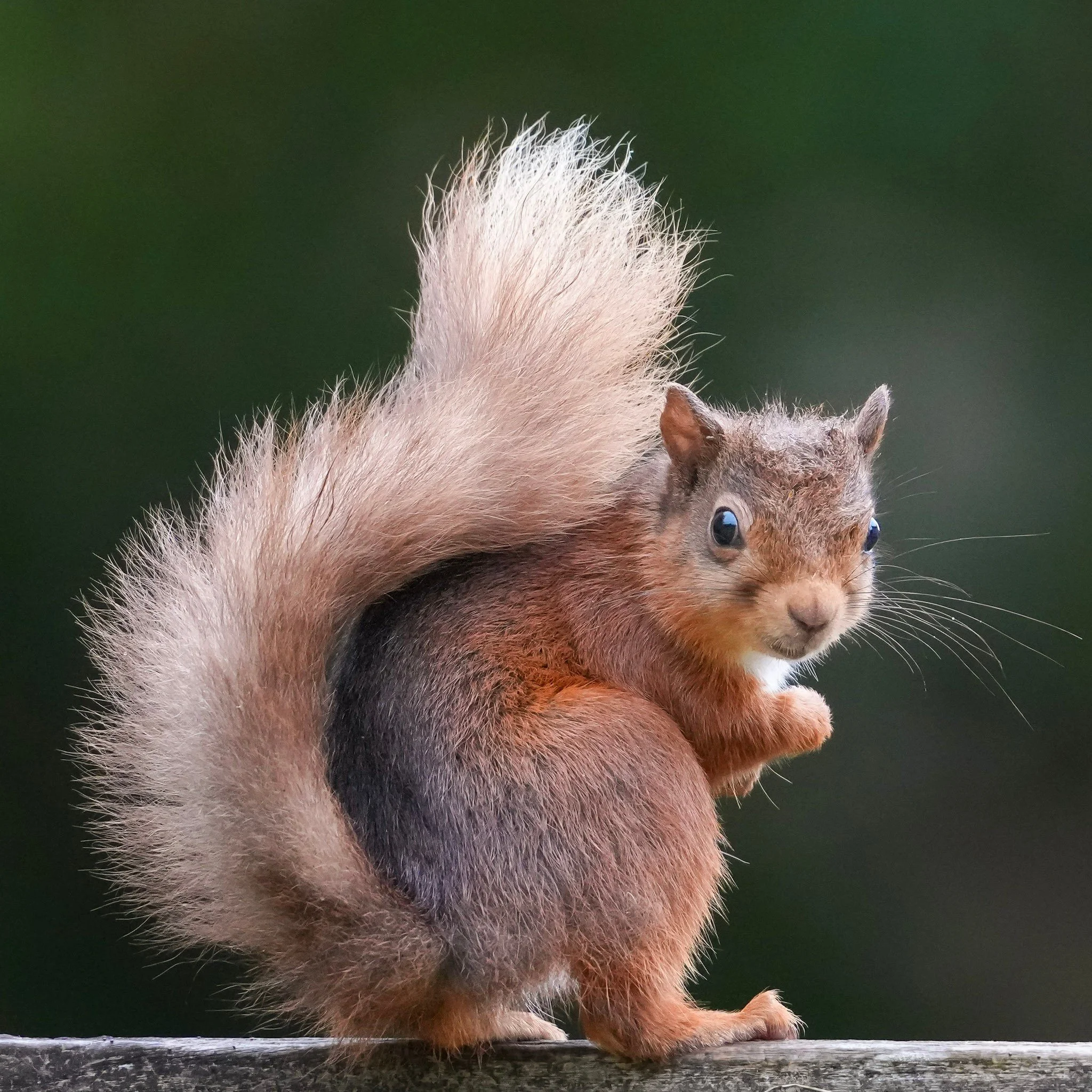 Another of our Threlkeld regulars, with thanks to Gordon. What a beautiful photo! 