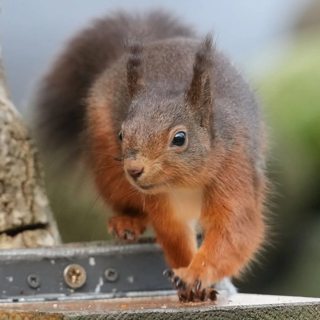 Amazing close up of a beautiful red in Threlkeld area!