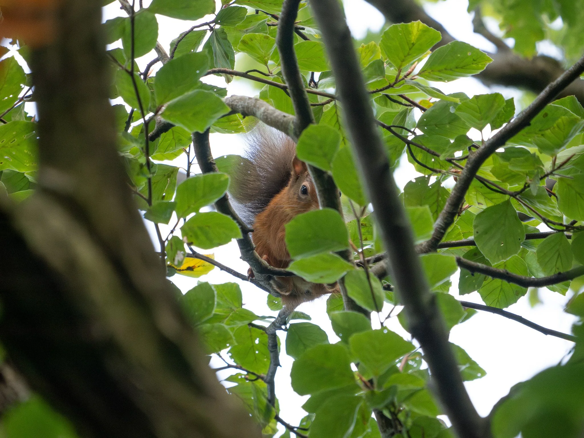 Taken in KRSG monitored woodlands by Finlay Sleath, one of our keen supporters. See more of Finlay's work on Instagram -@pigeontoemedia