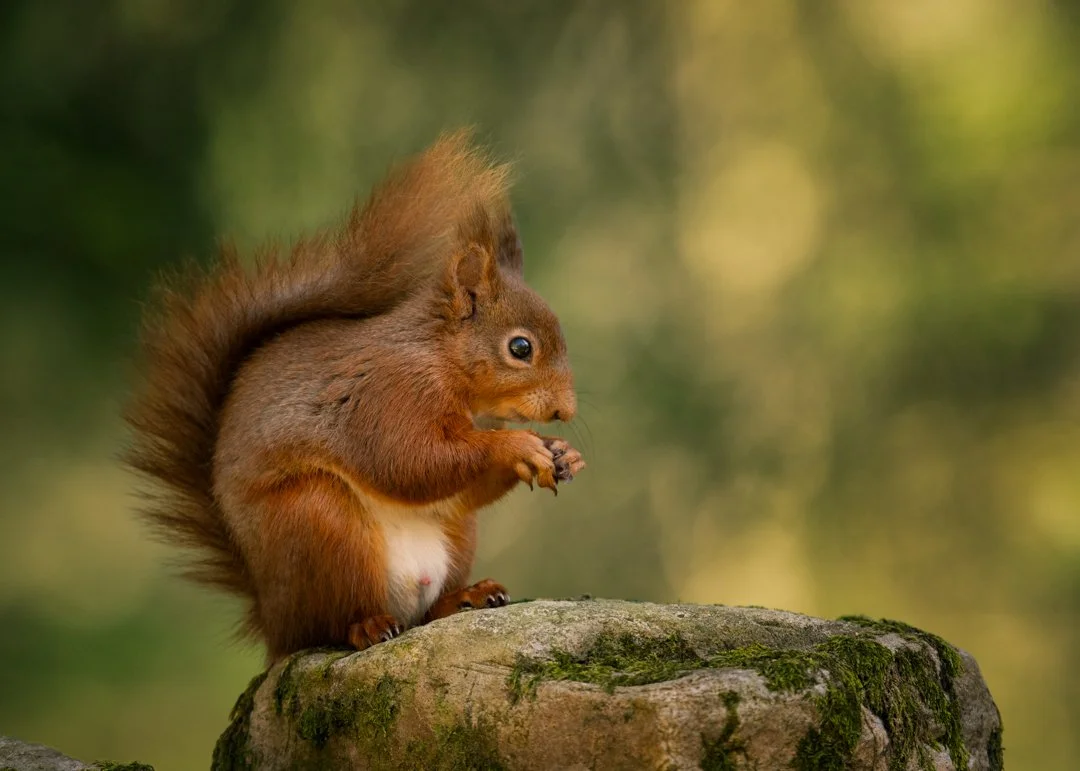Photo taken in Keswick woodland by Rachel Sunderland