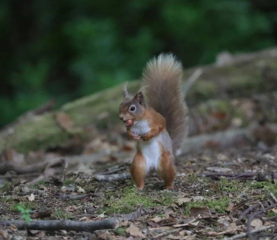 Seen by Julian from KRSG in Keswick