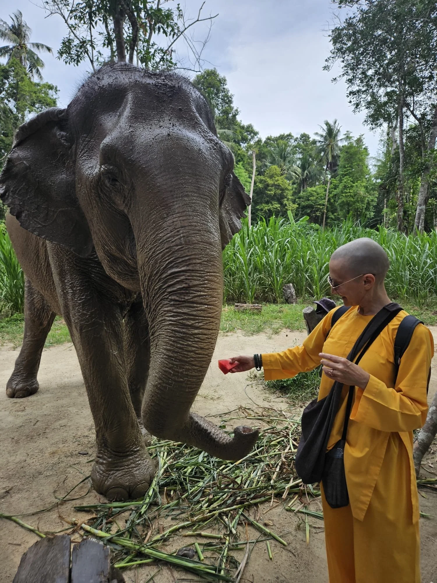 A person wearing a yellow outfit, sunglasses, and carrying a backpack, feeding an elephant with a piece of watermelon in a lush, green outdoor setting.