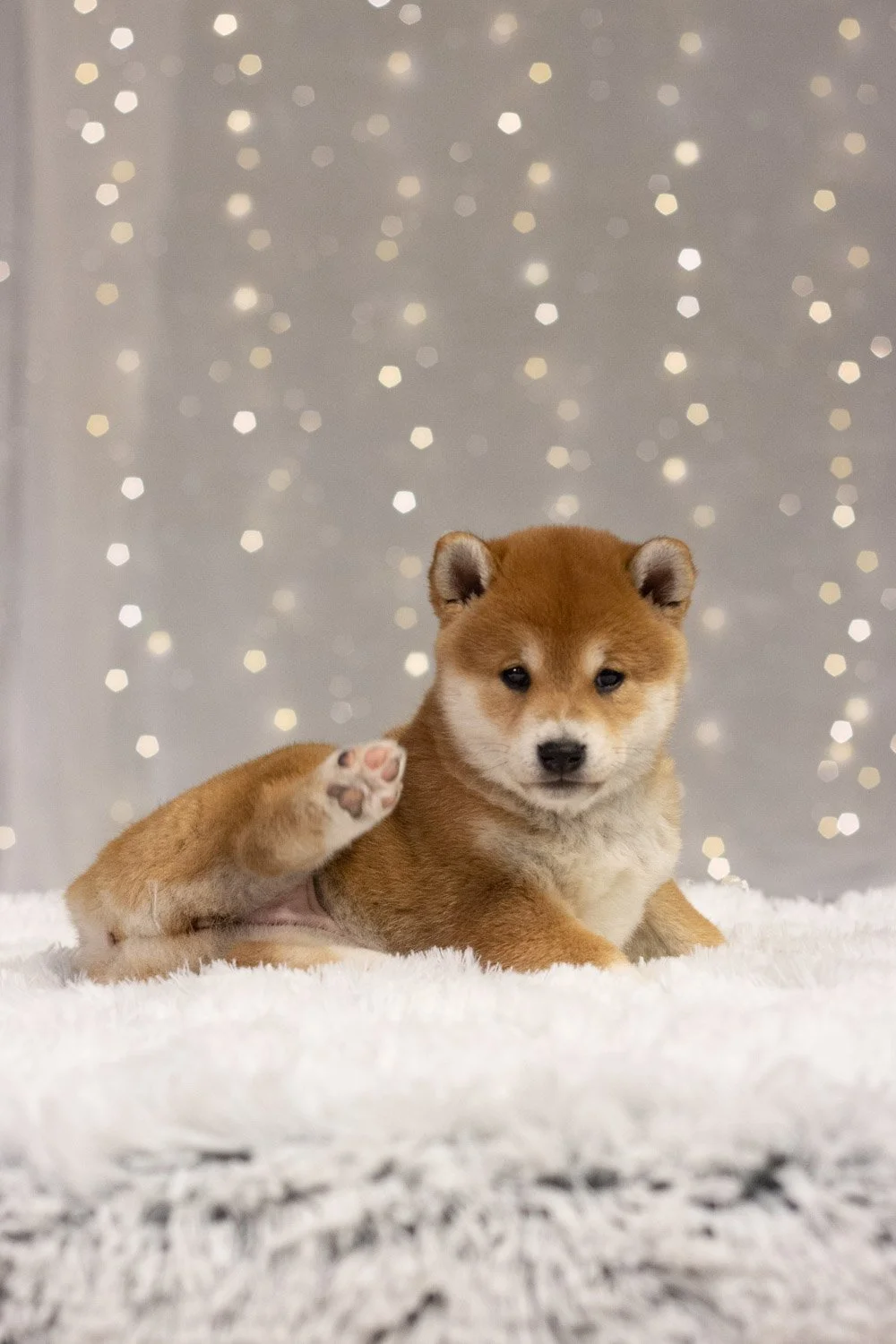 shibat (7 of 29).jpg