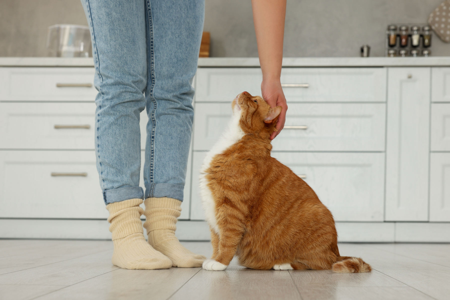 Young couple enjoying their cat in a bright modern kitchen with white cabinets and wood accents. A pet-friendly kitchen design by Hester Family Millwork that blends family living with cabinetry built to last.