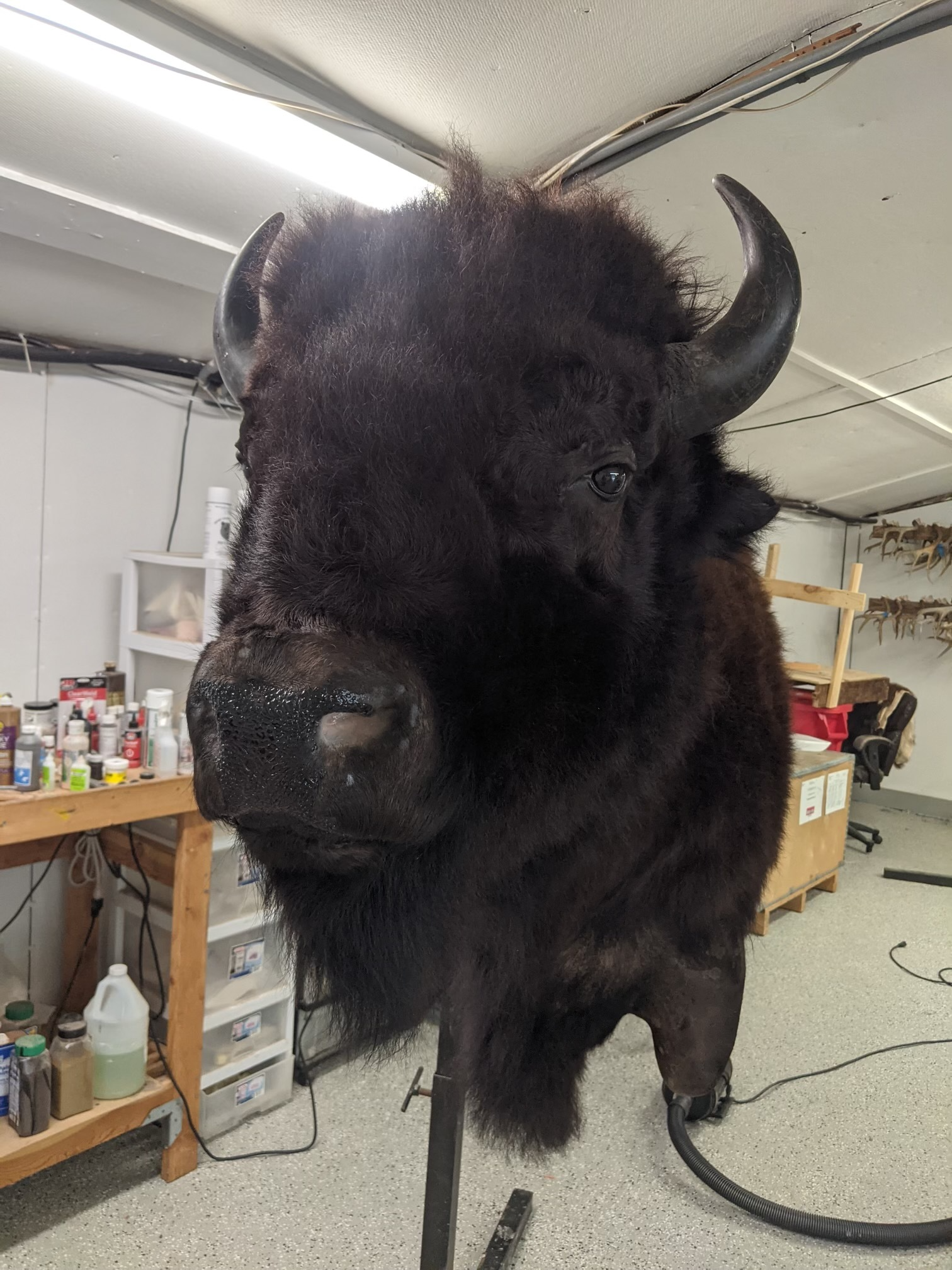 Water Buffalo
