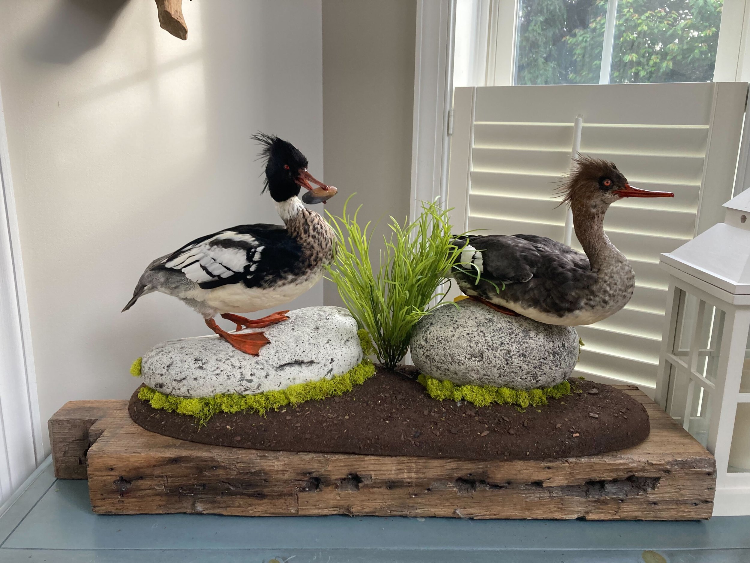 Bird Mounts