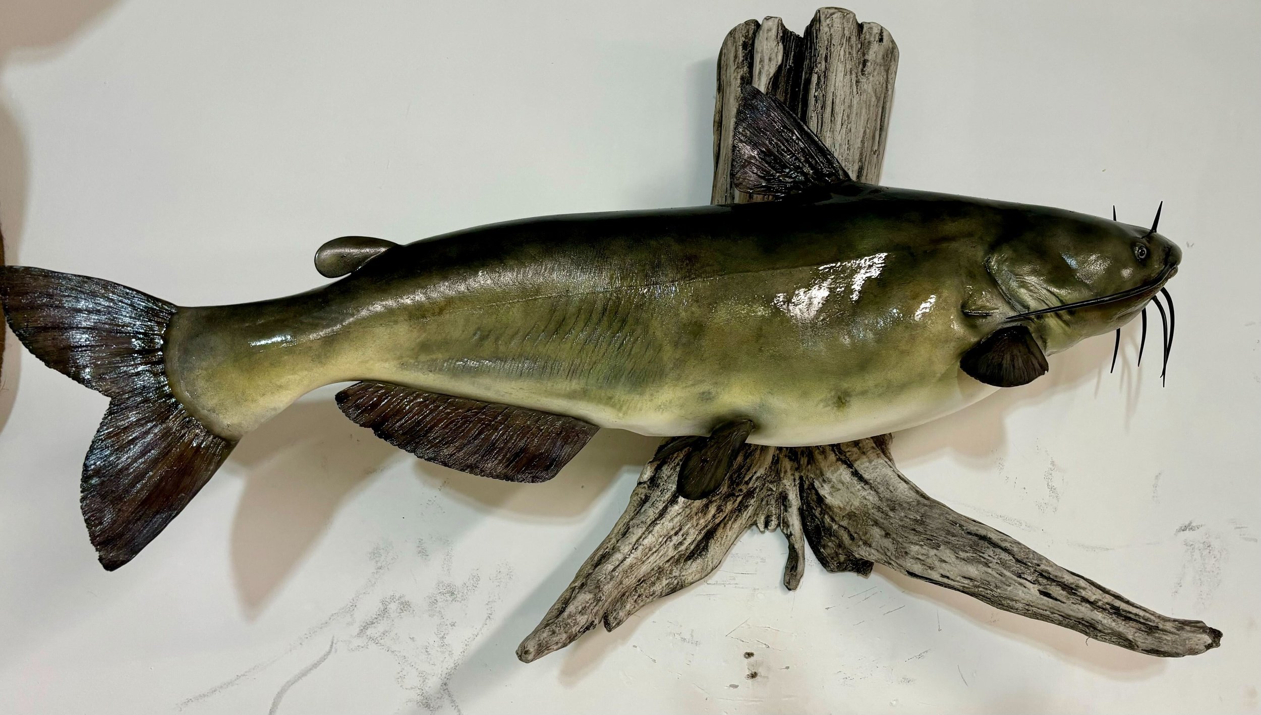 Catfish