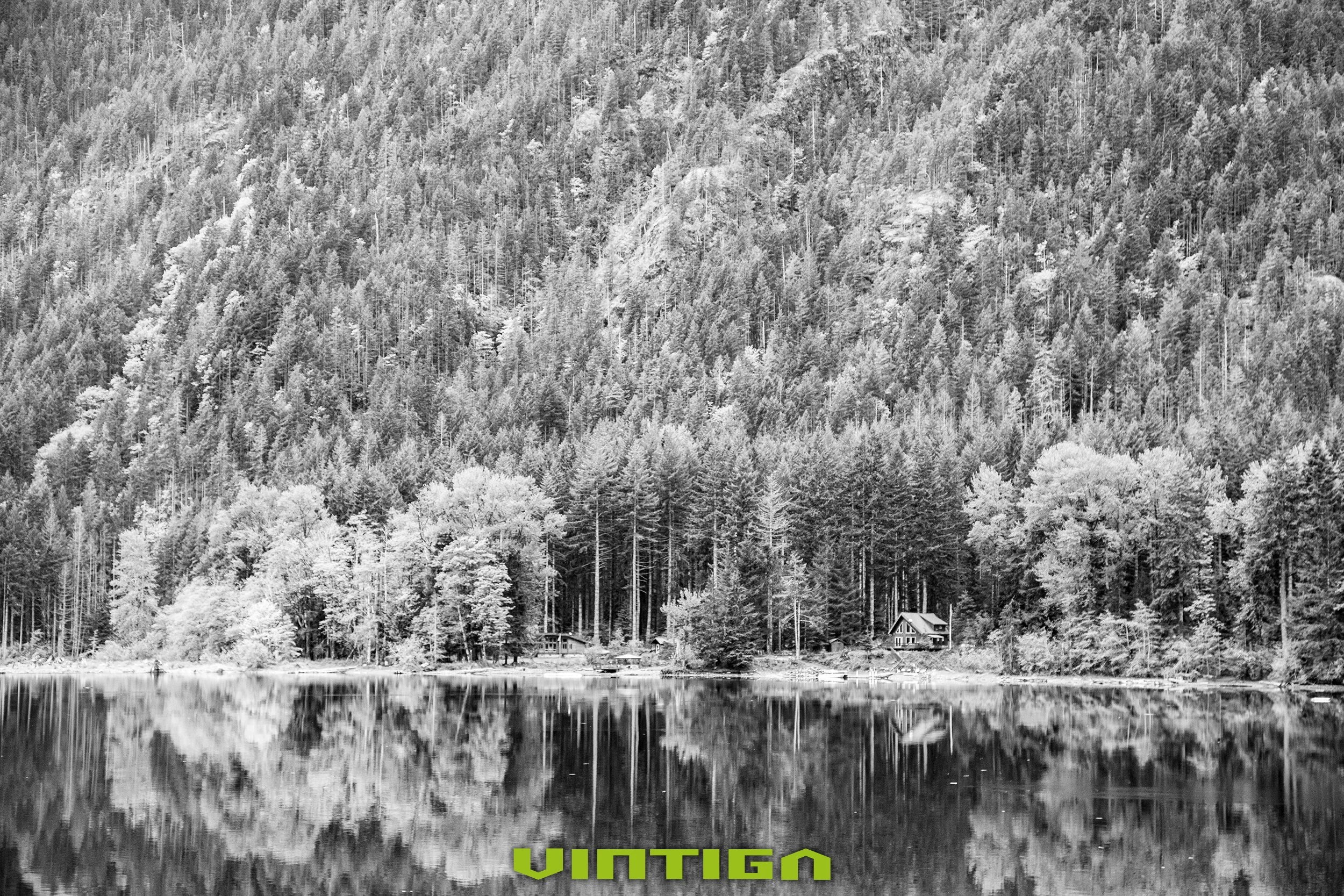 Forrest-Cabin.jpg
