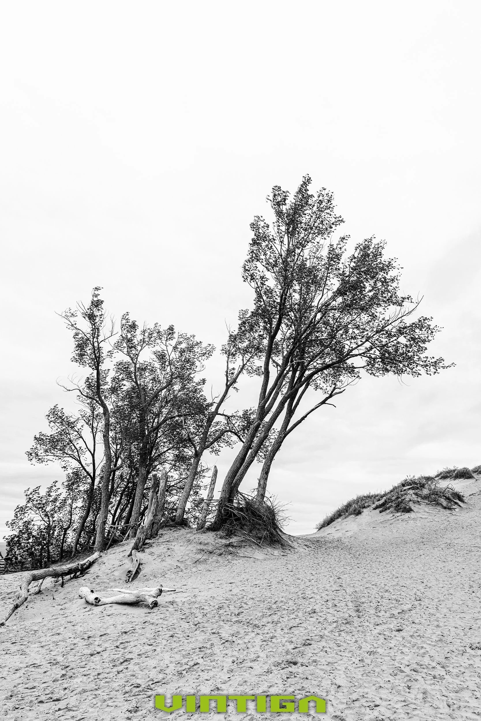 Dune-Tree.jpg