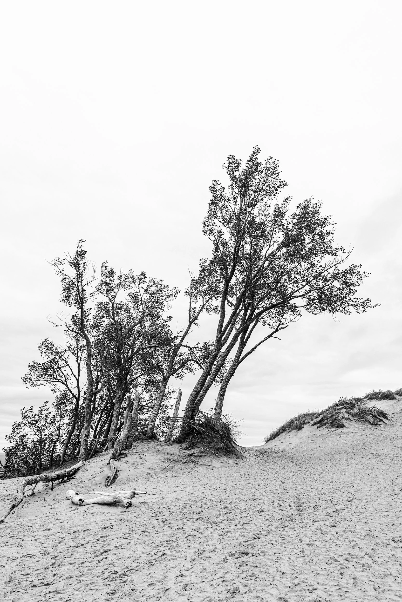Dune Tree