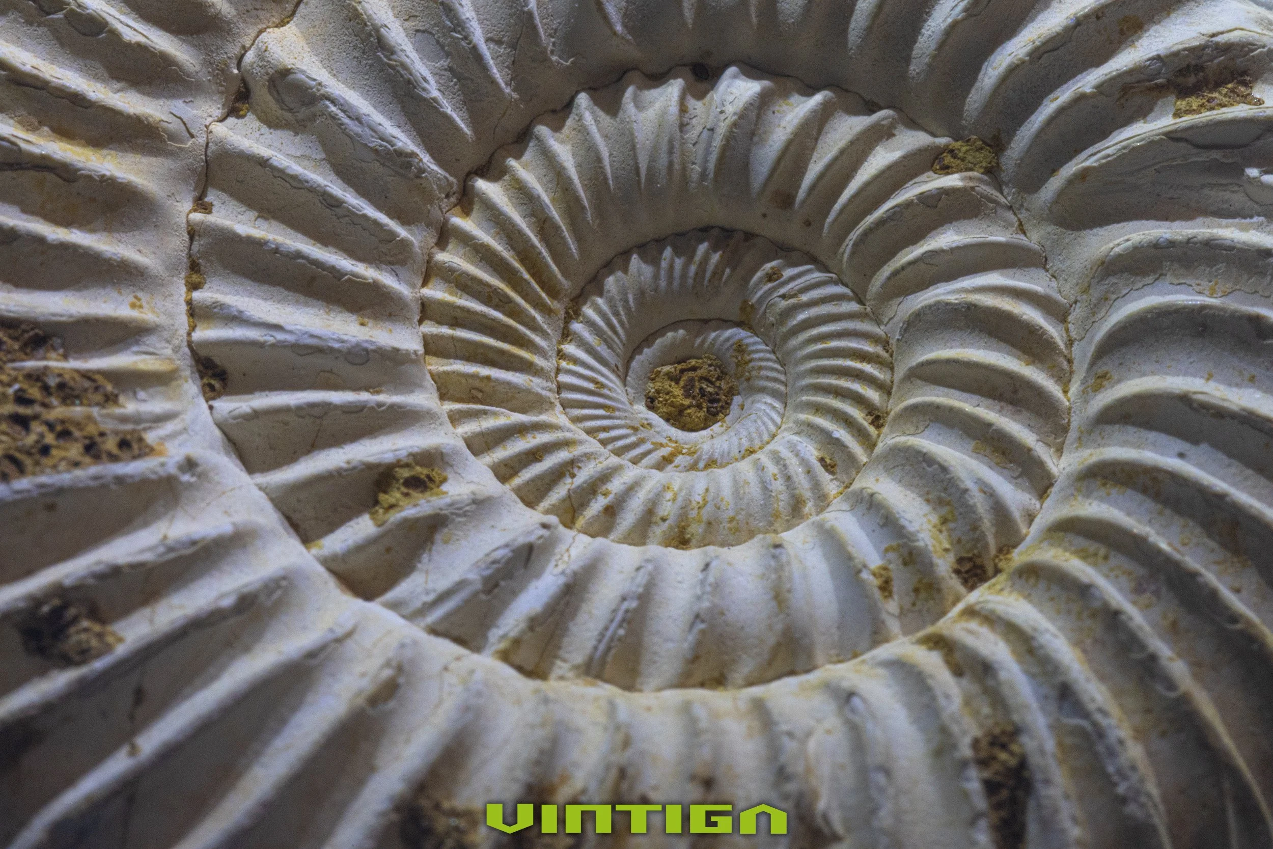 Ammonite.jpg
