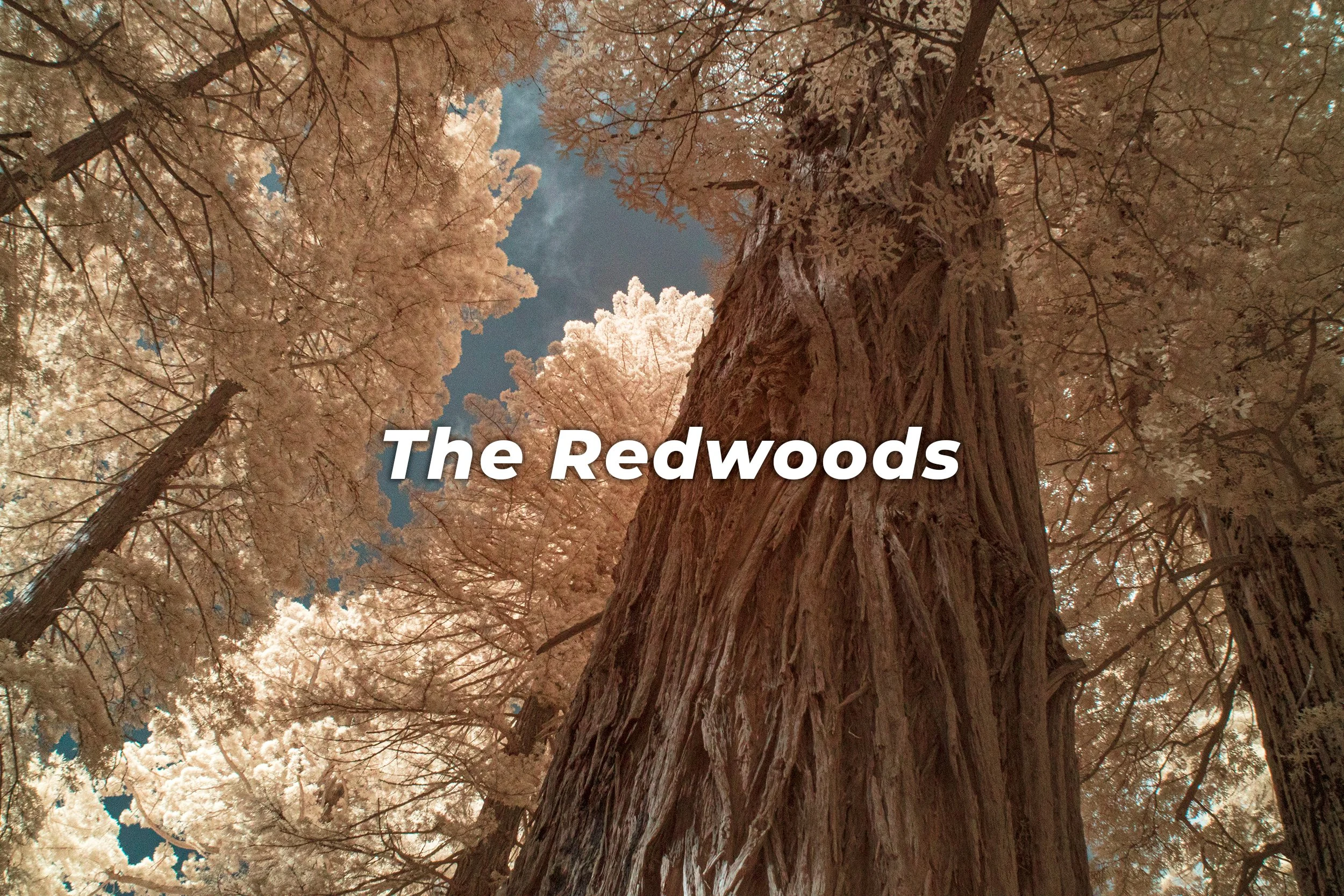The Redwoods