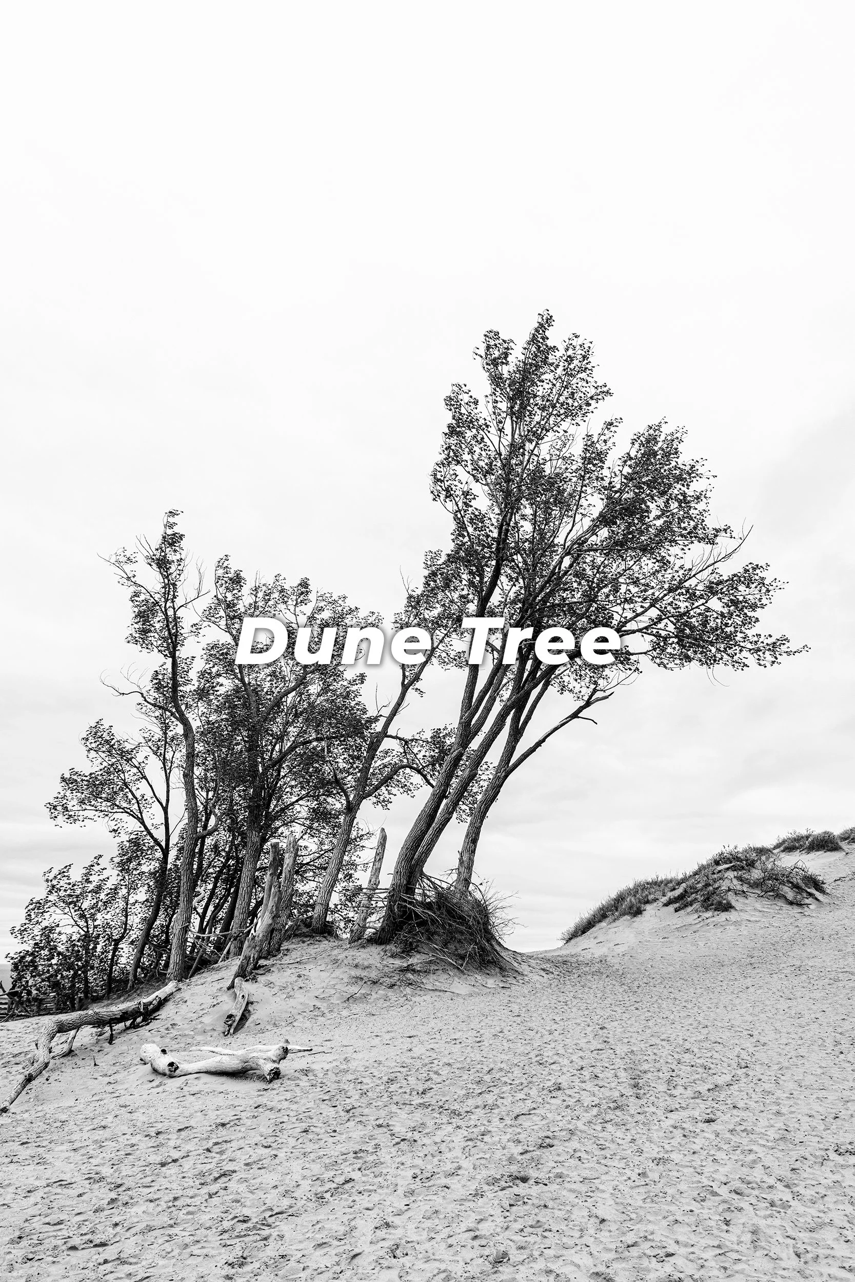 Dune Tree