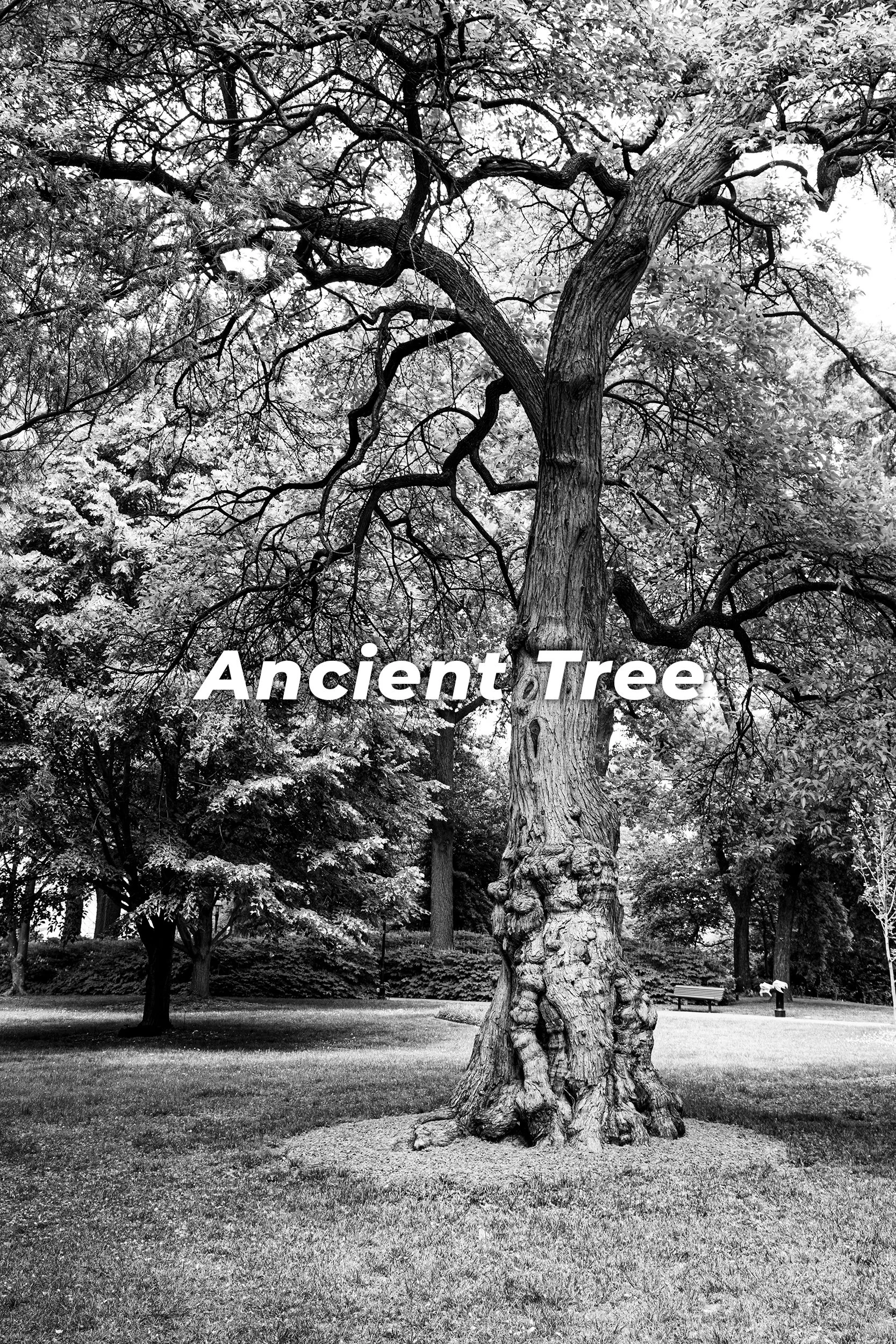 Ancient Tree
