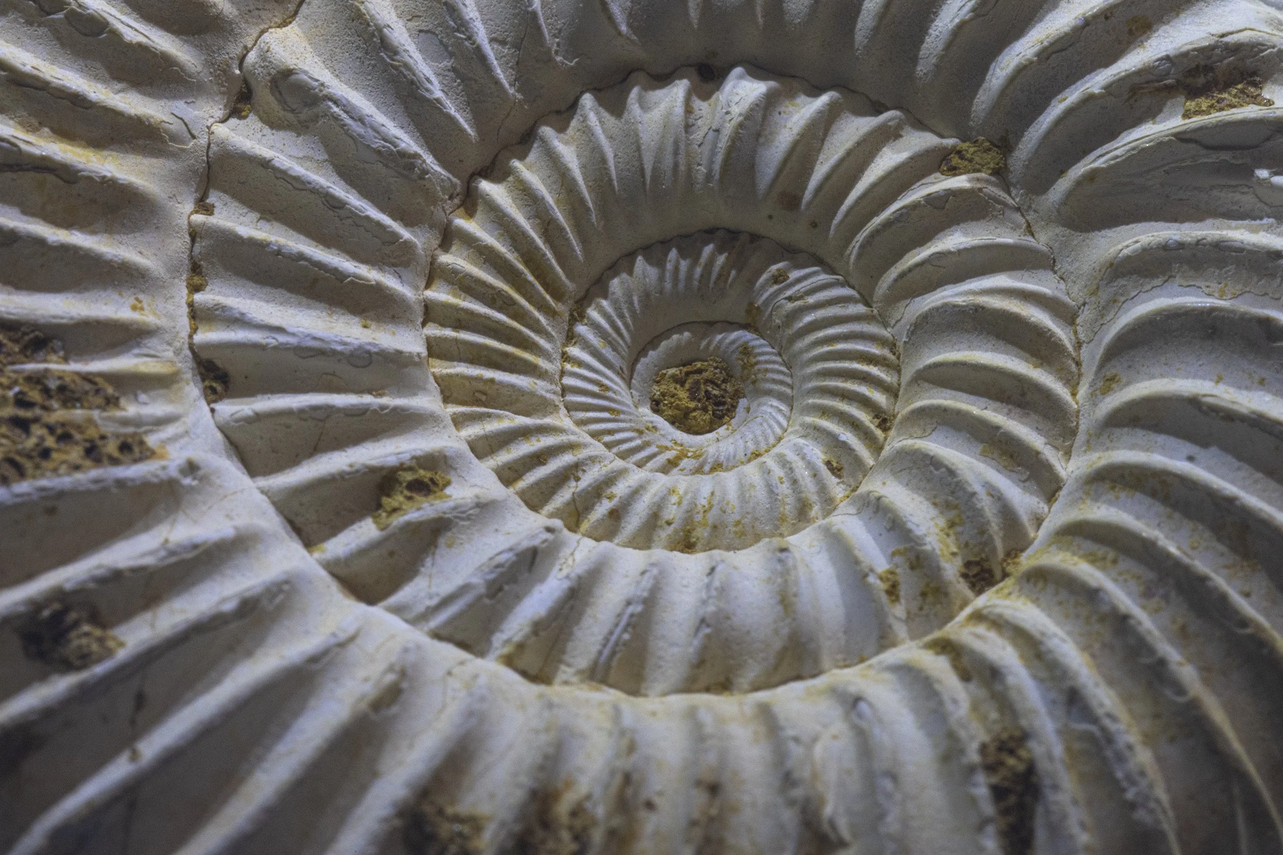 Ammonite