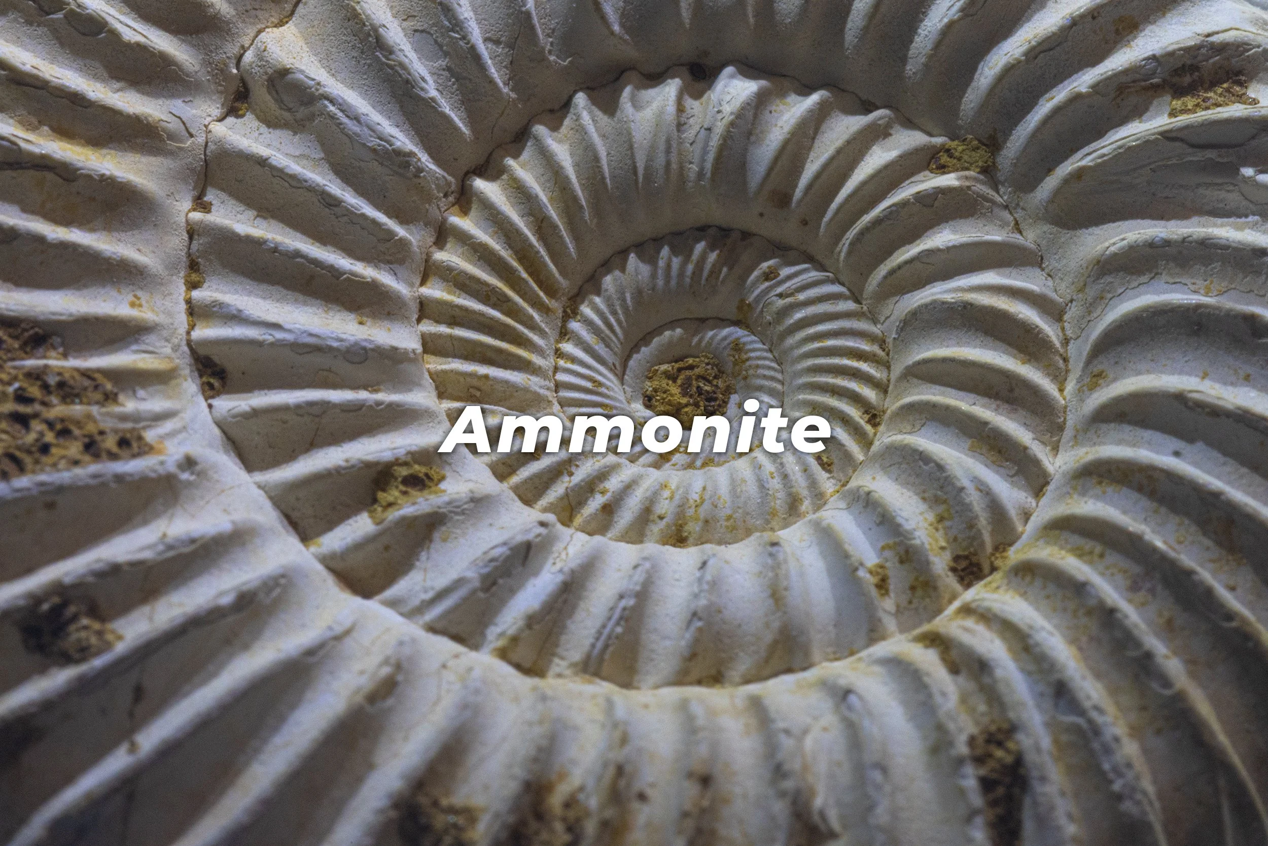 Ammonite