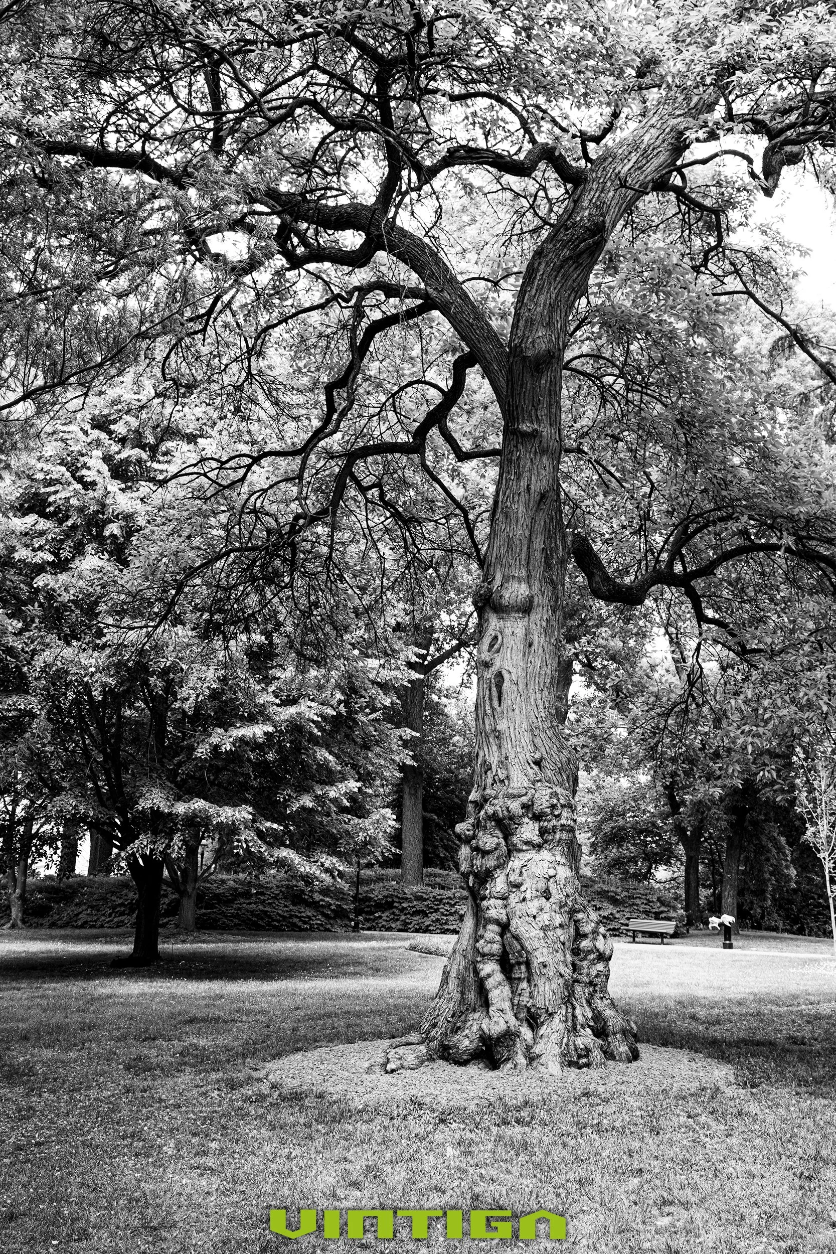 Ancient-Tree.jpg