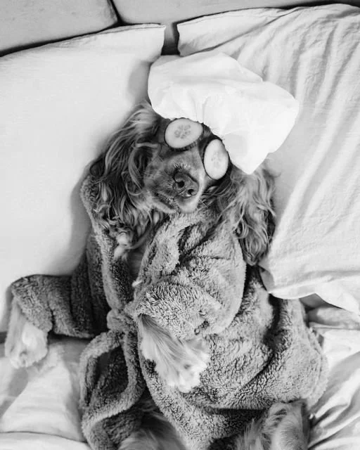 dog wellness.jpg