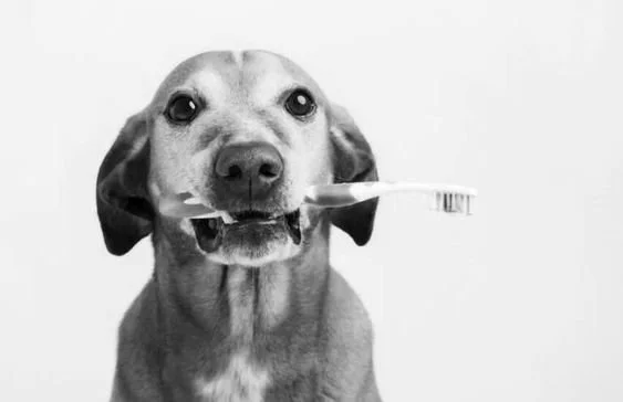 dog dental.jpg
