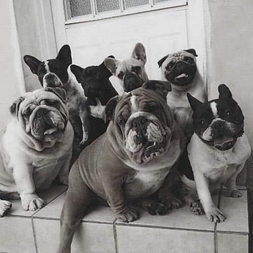 bulldogs.jpg