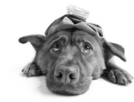 sick dog.jpg