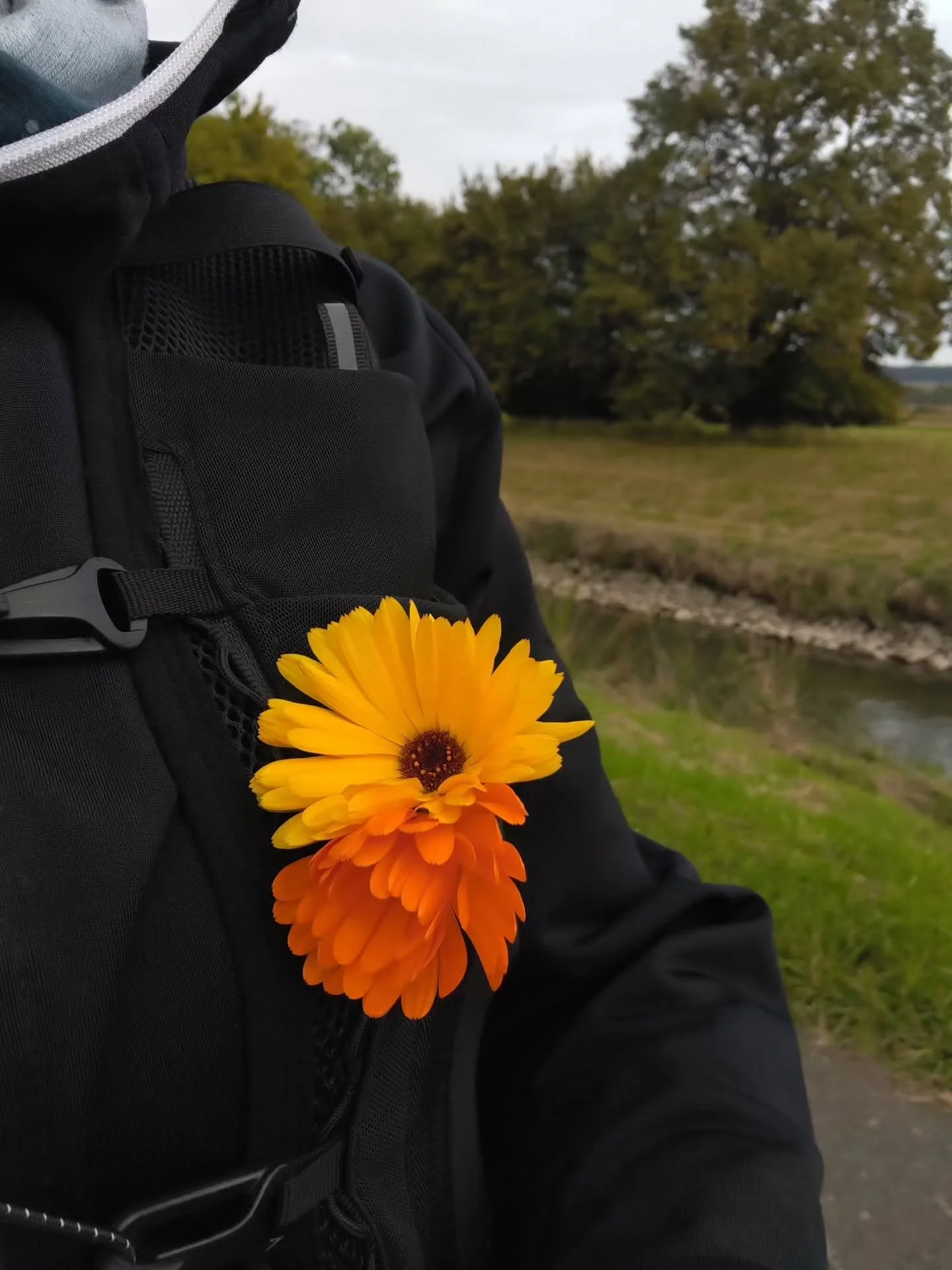 Yes, I could buy myself flowers...
But why if the universe drops some along the way for me?

Of course I picked them up 😹

*sighs....