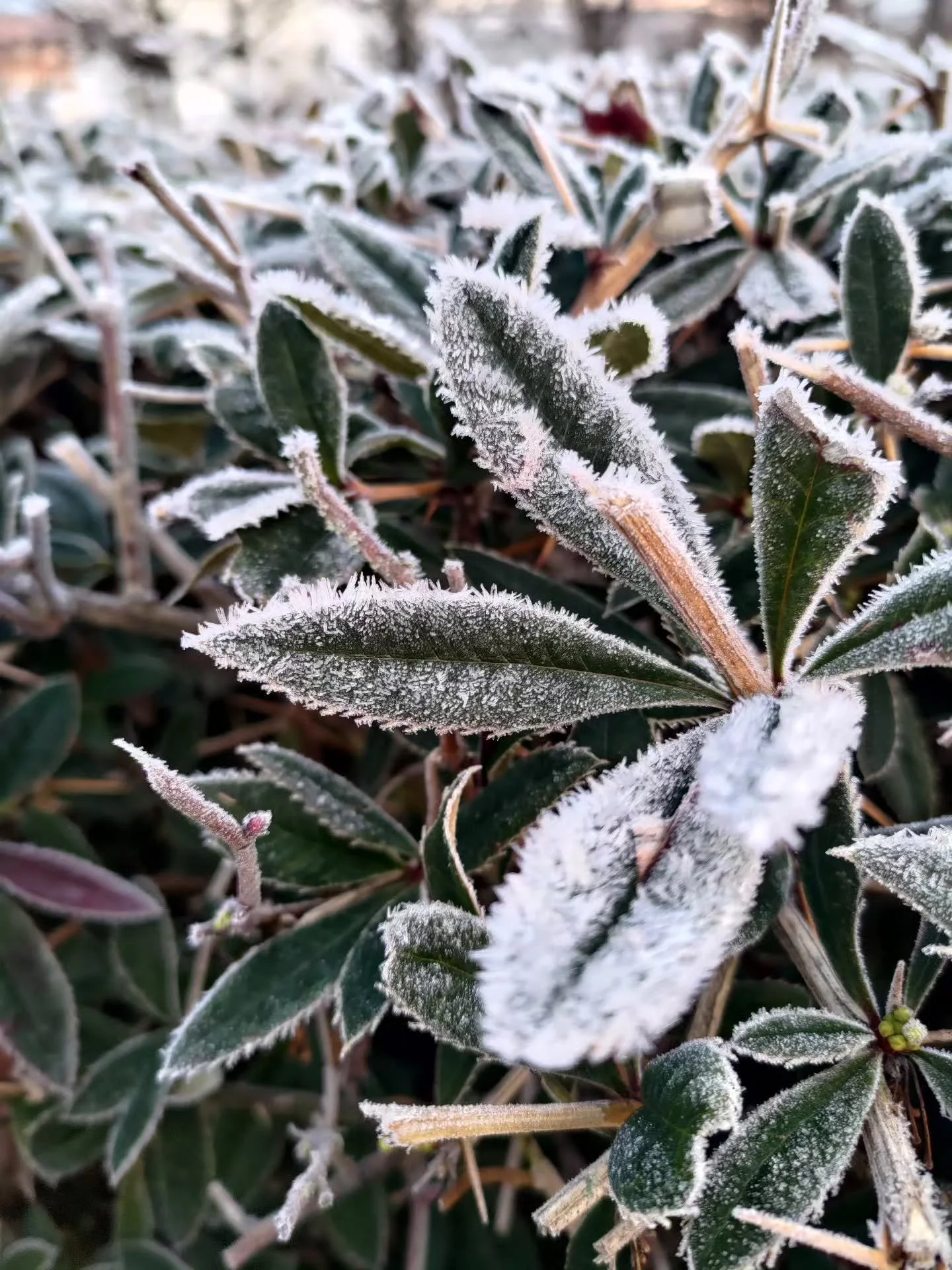 This is how cold it is in Germany. 😁