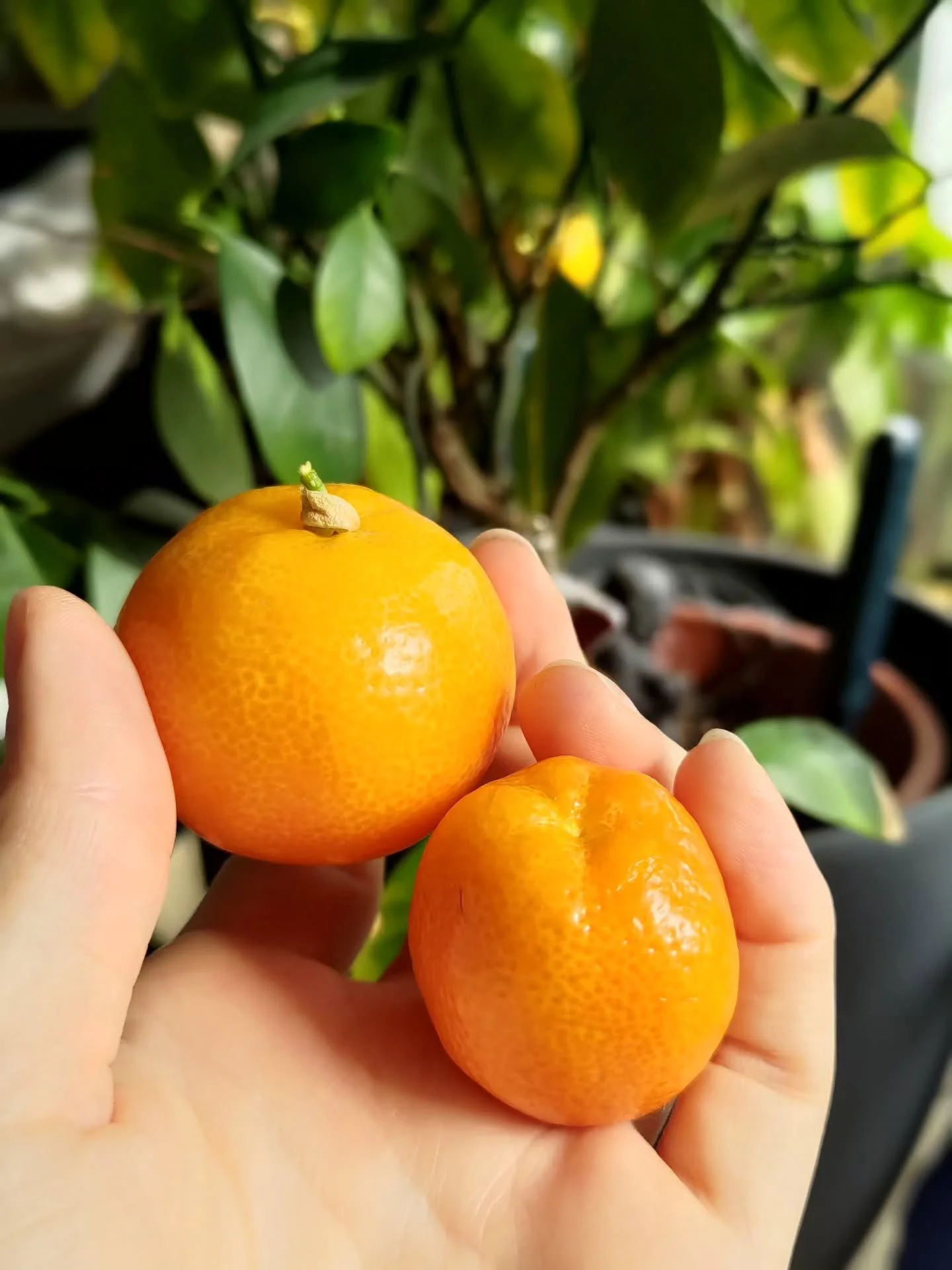 My little orange tree is one of the loves of my life. When I got it it was basically dead.
And now it's regularly burning itself out producing the cutest tiny oranges I've ever seen 😂
I had to take those 6 off because it needs some alone time and pu