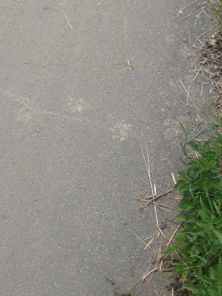 Nature... 🐾🌱🐁🦔

Cute paw prints, baby mice and a hedgehog saying Hi randomly appearing next to my meditation bench 😄
No idea who put it there... But thanks, it made me smile 🥹