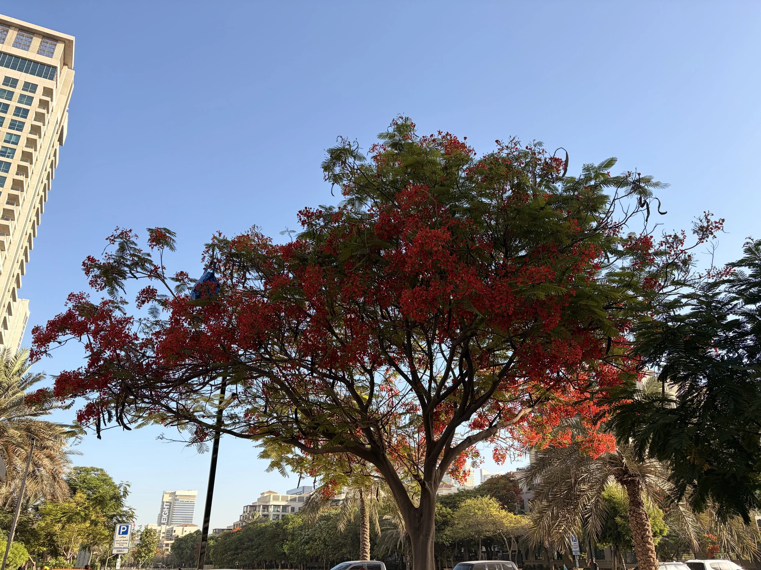 The Flame Tree Season