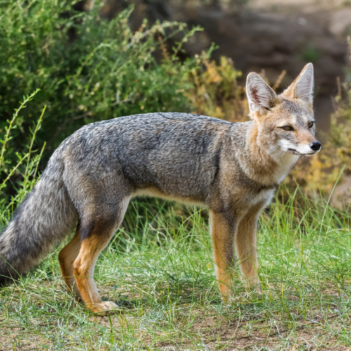 Fox removal.png