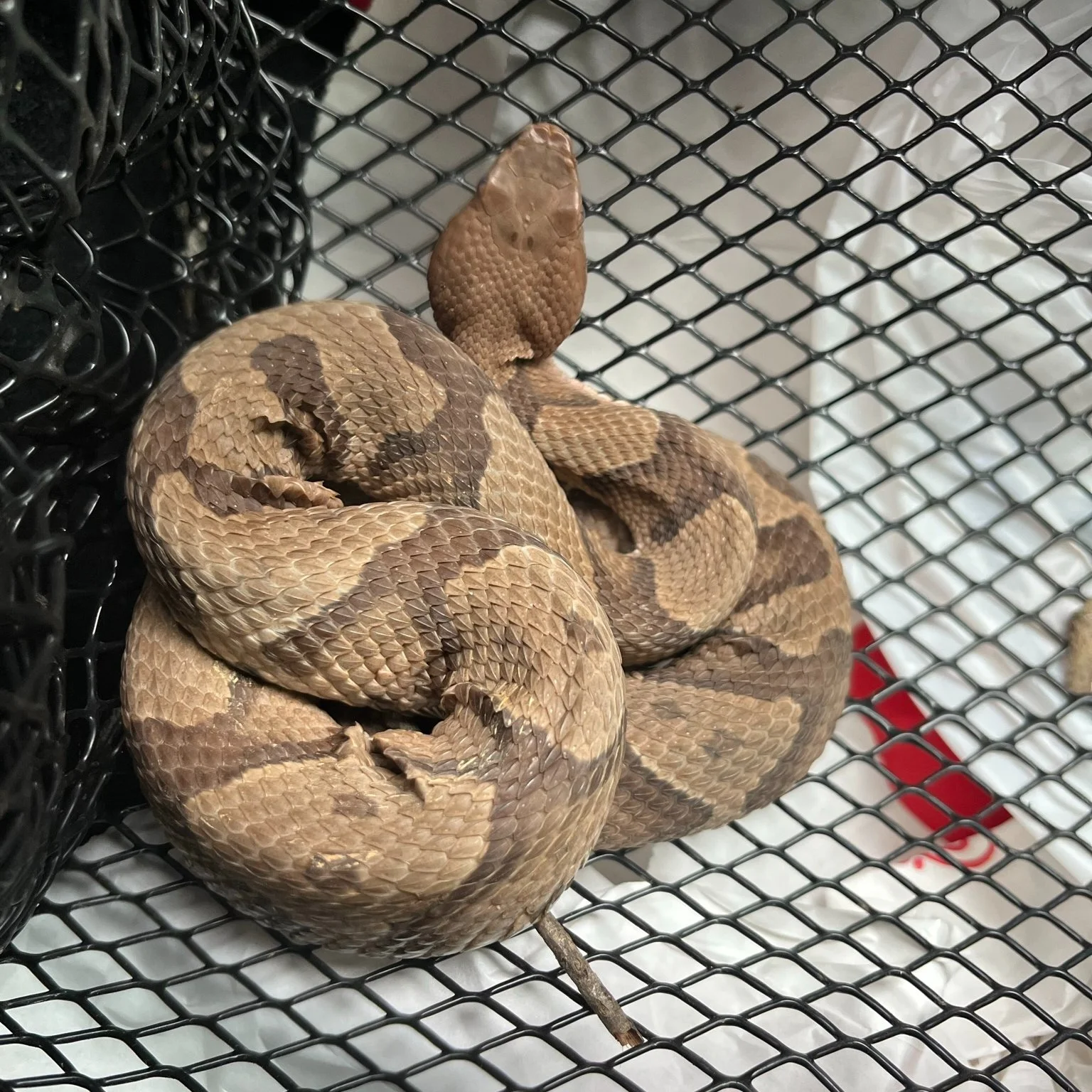 Copperhead removal.JPEG