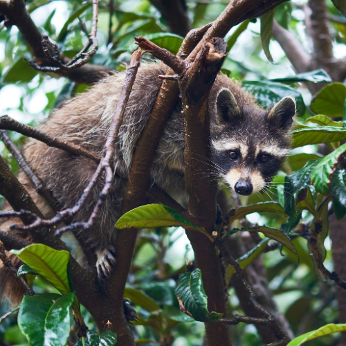 Raccoon Removal.png