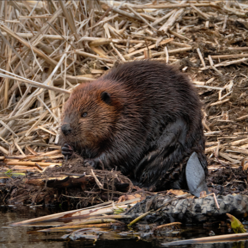 Beaver Removal.png