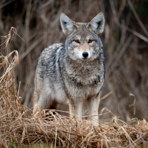 Coyote removal.png
