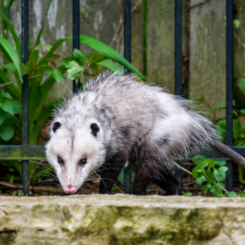 Opossum Removal.png