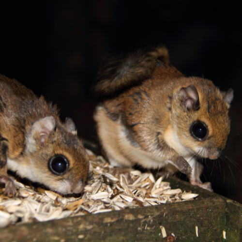 Flying Squirrel Removal.png