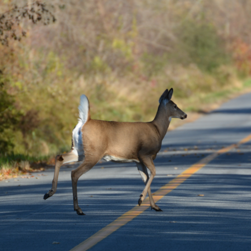 Dead deer removal.png
