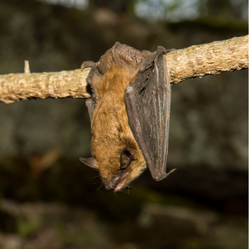 Bat Removal.png