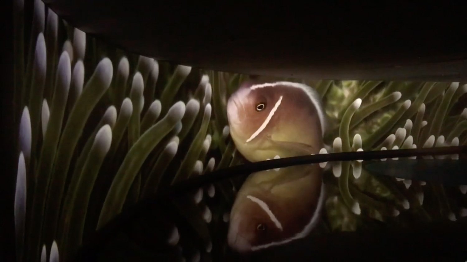 Close-up of a fish in water surrounded by anemone-like plants, with a reflective surface below.
